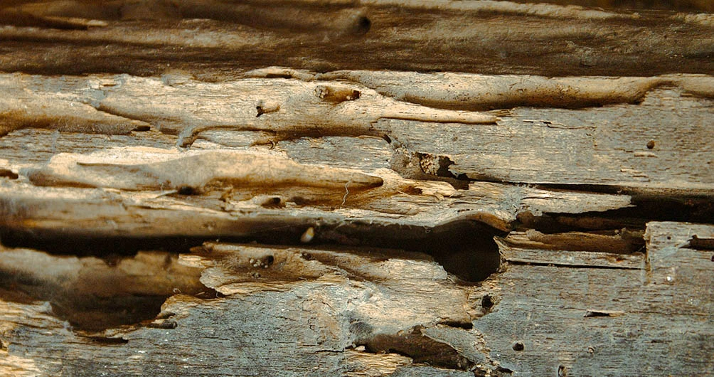 High Performance Colorado Termite + Intrusive Wood Destroying Organism Inspection